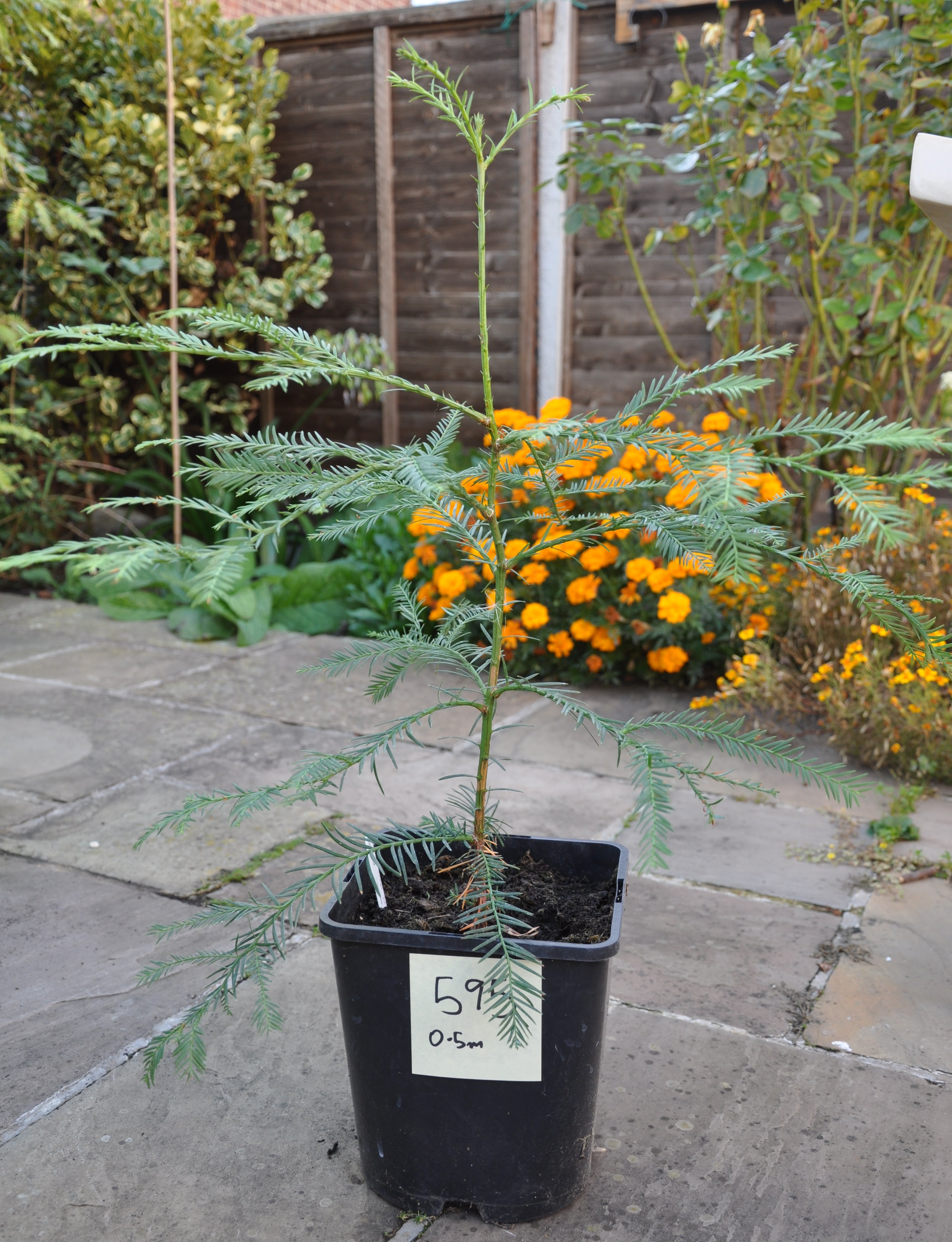 Redwood World Redwood Trees for Sale