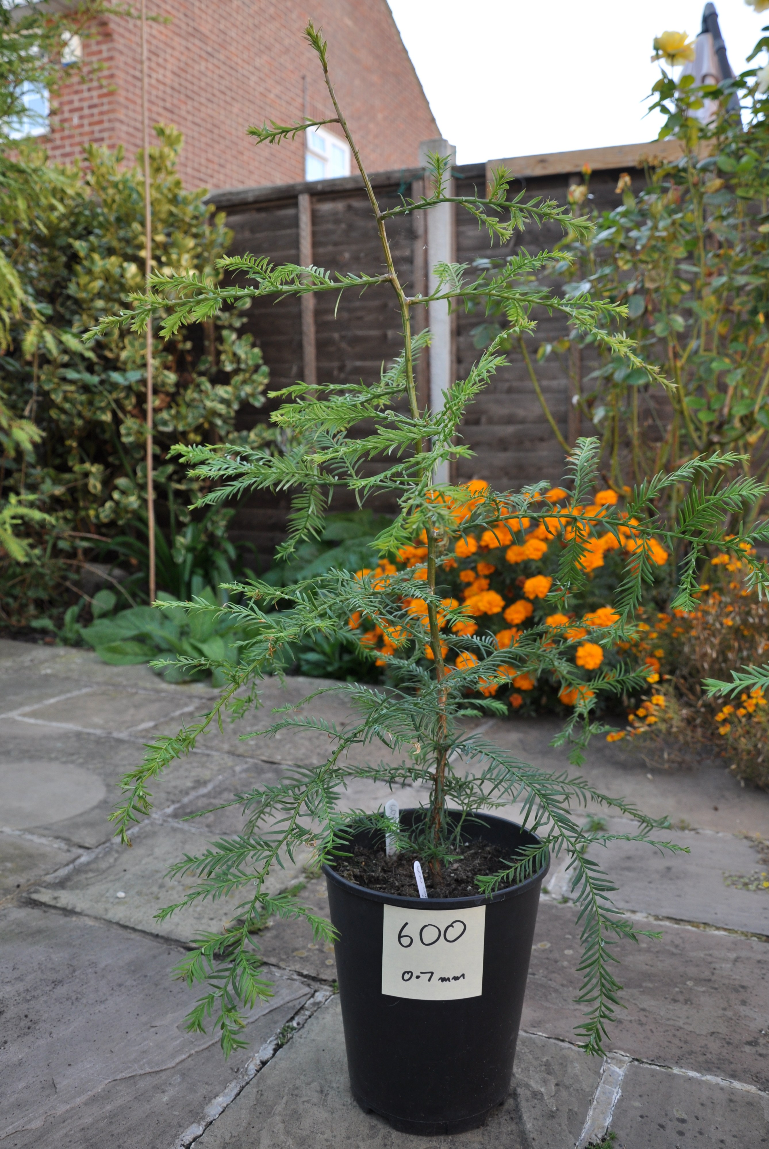 Redwood World Redwood Trees for Sale