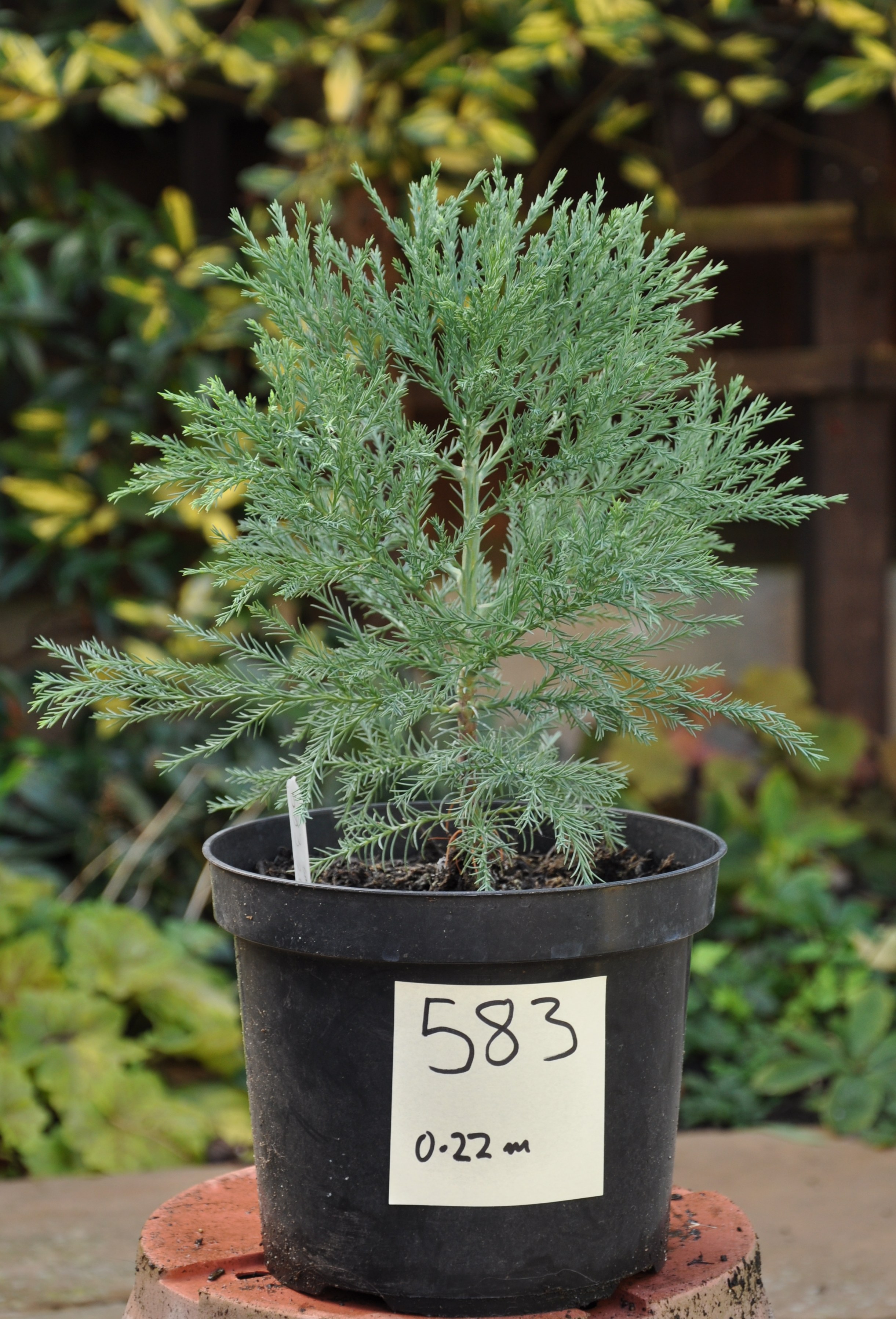 Redwood World Redwood Trees for Sale