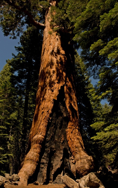 Grizzly Giant