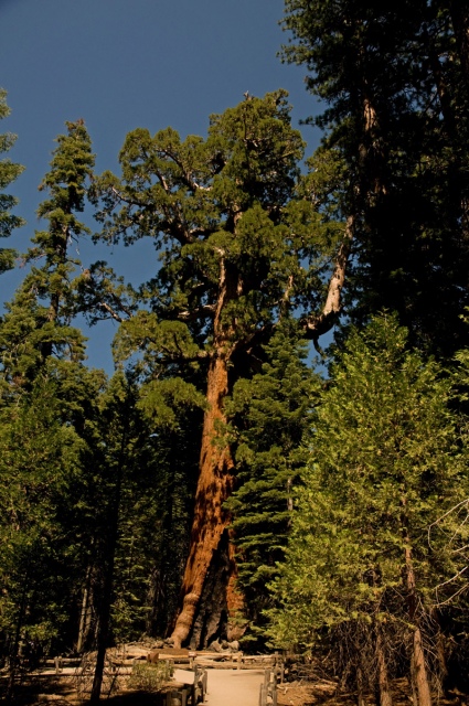 Grizzly Giant