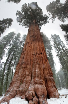 General Sherman