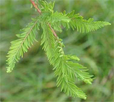 Swamp Cypress foliage