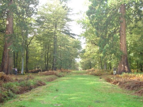 Download this New Forest Rhinefield Road Handshire picture