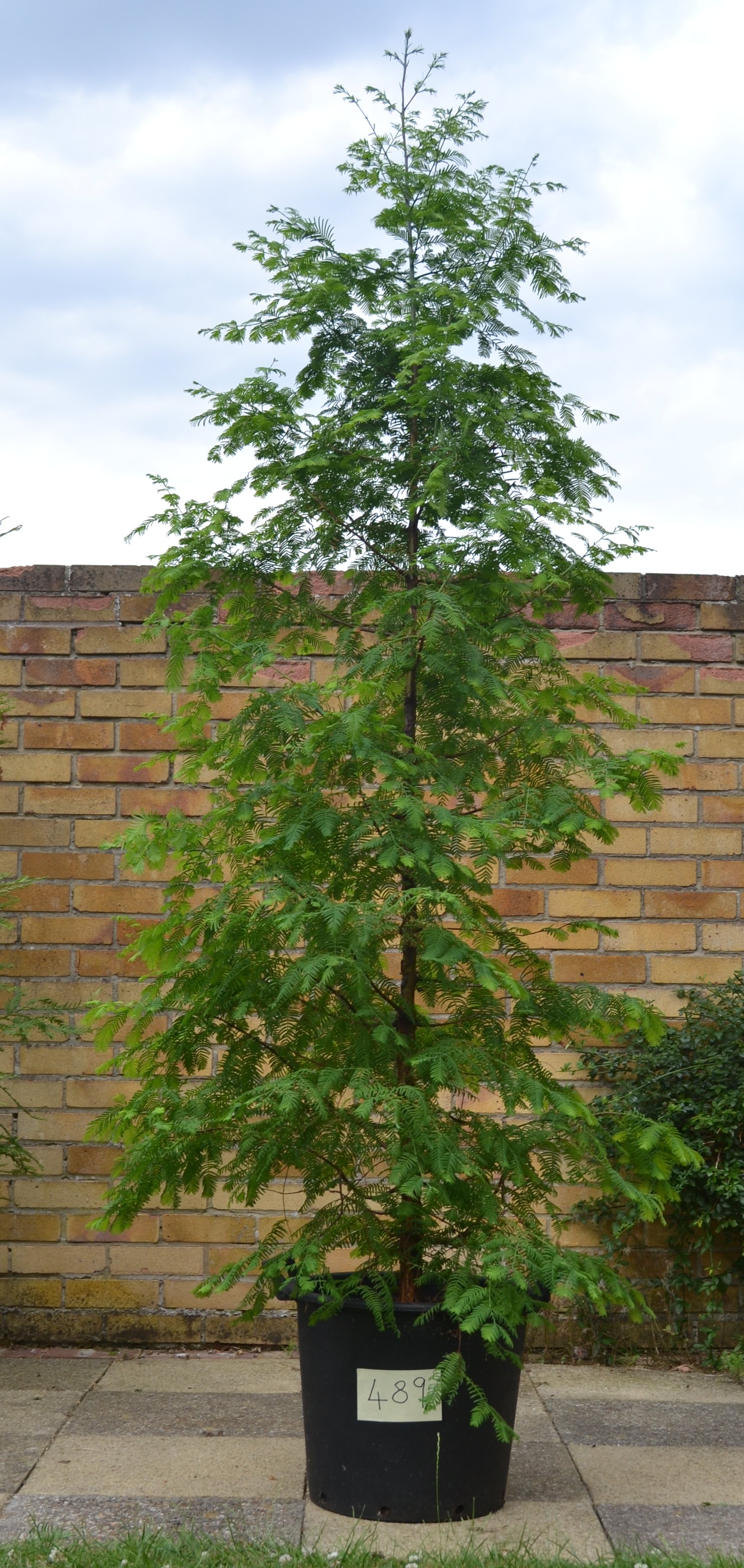 Redwood World Redwood Trees for Sale