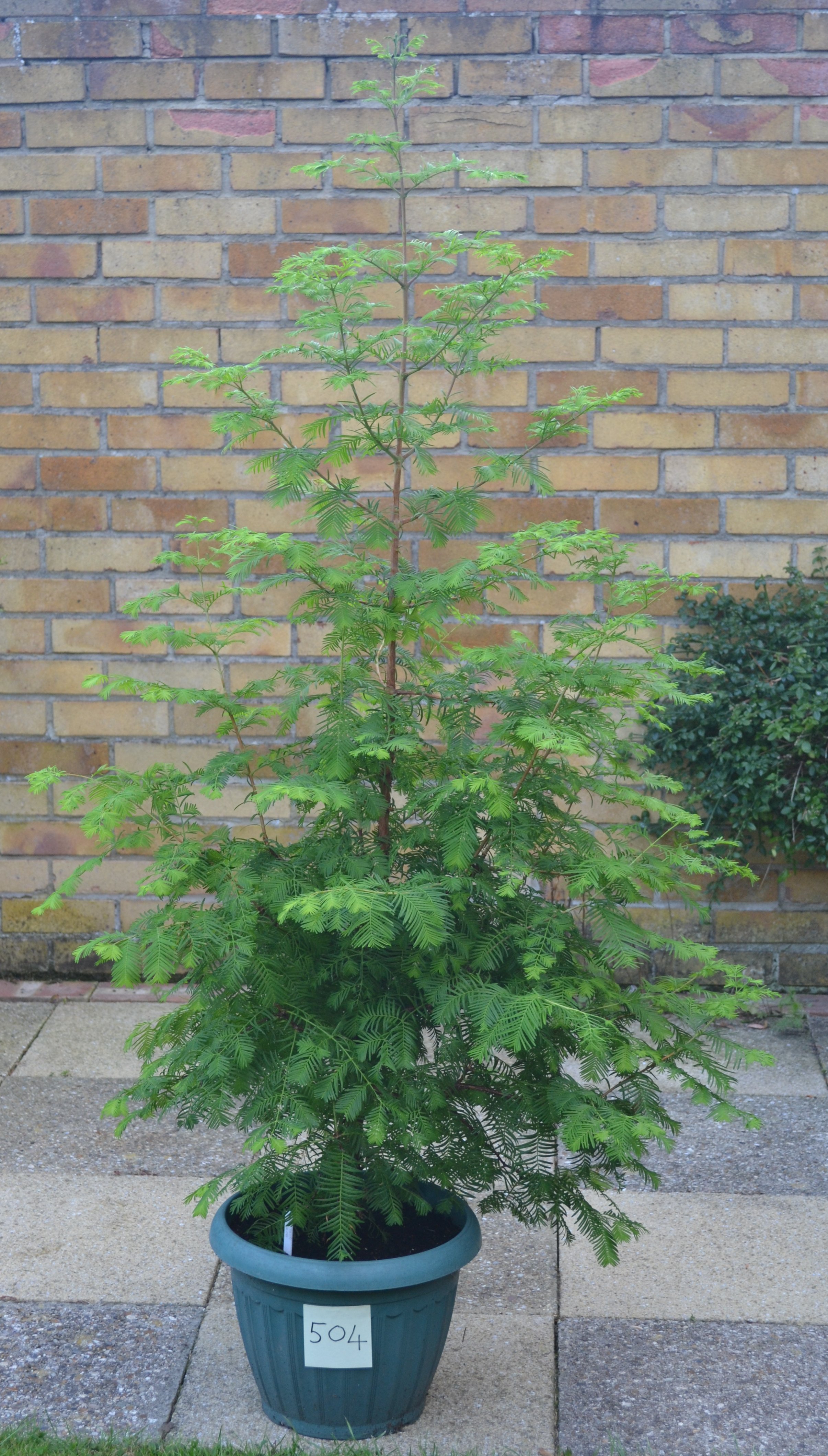 Redwood World Redwood Trees for Sale