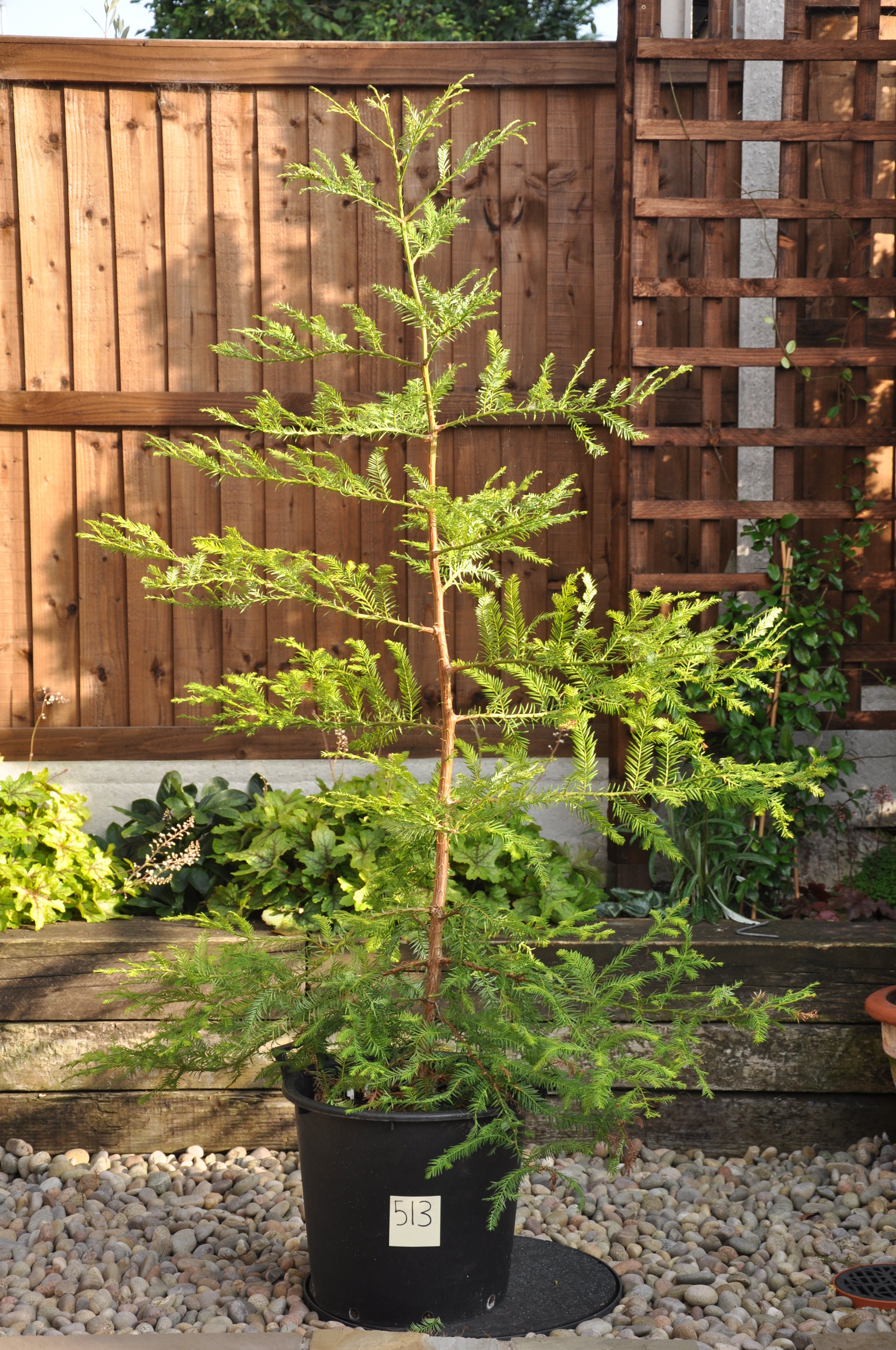 Redwood World Redwood Trees for Sale
