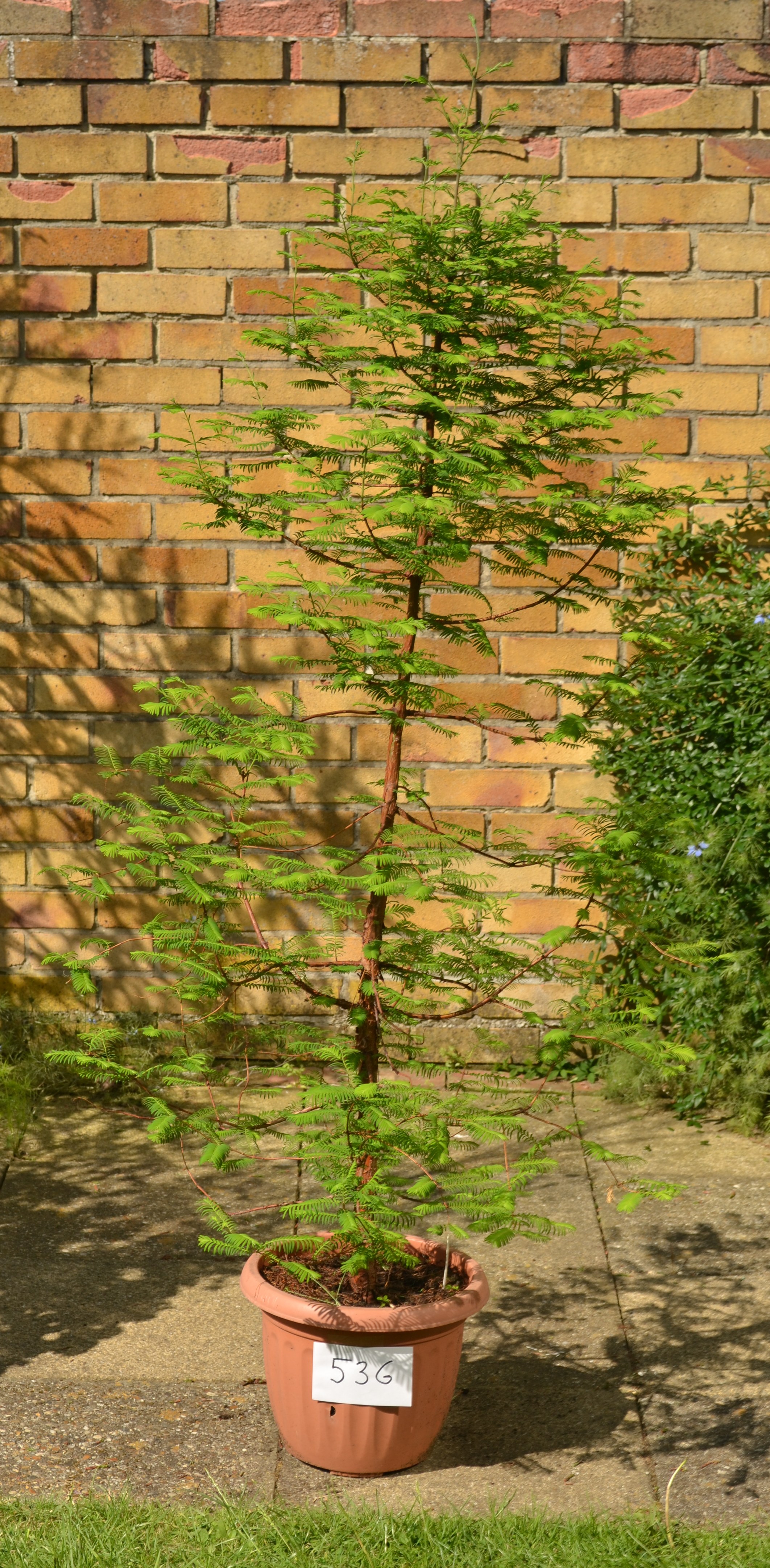 Redwood World Redwood Trees for Sale