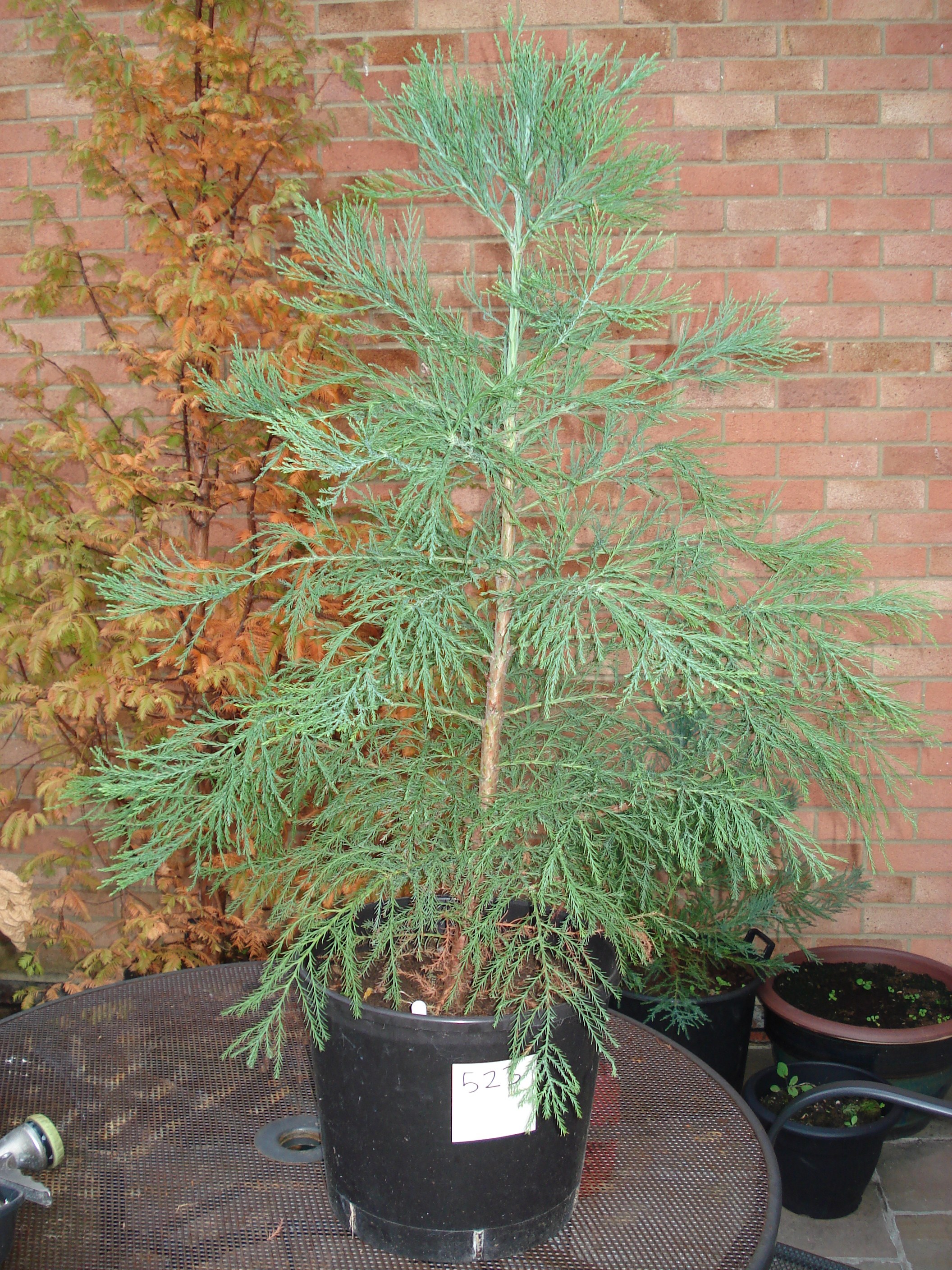 Redwood World Redwood Trees for Sale