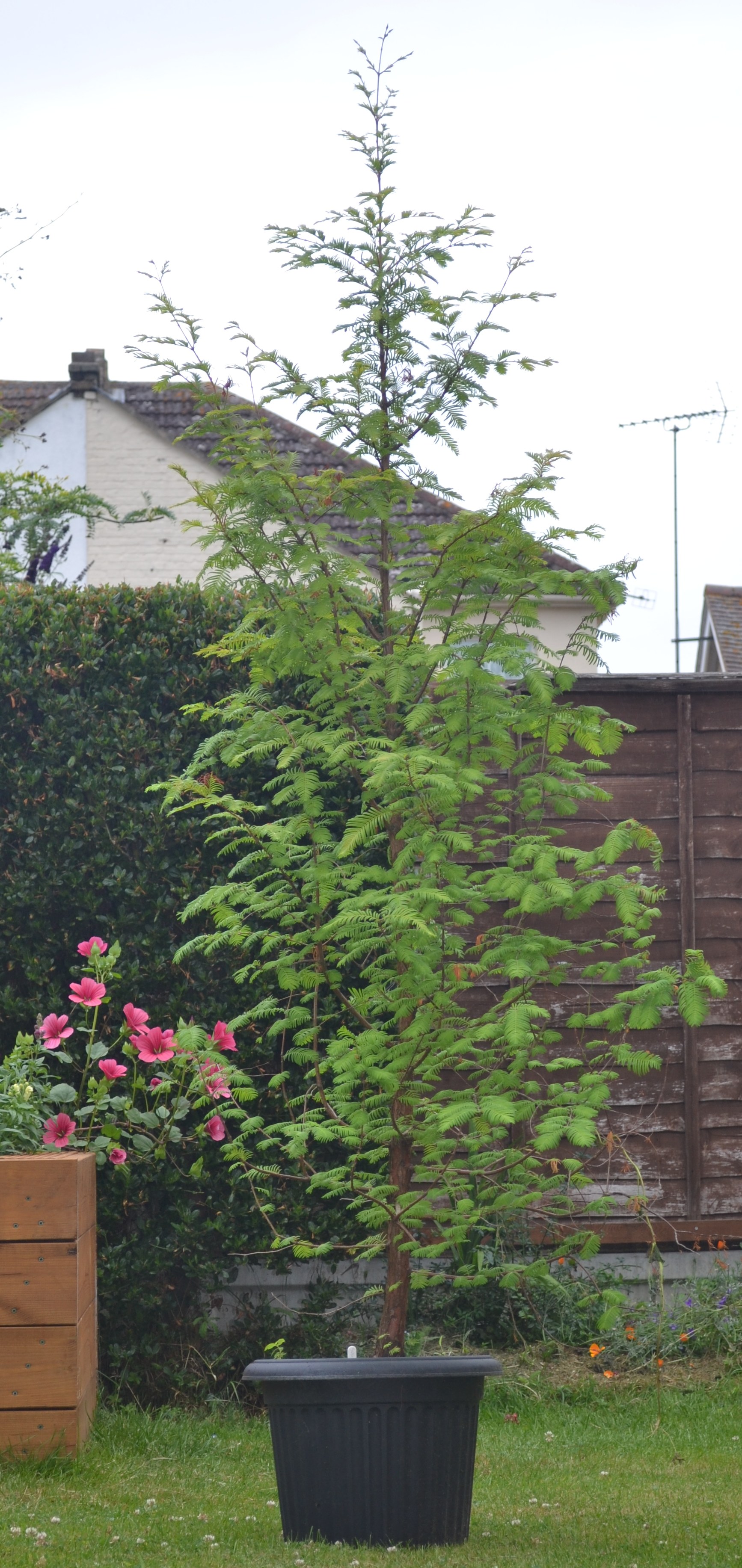 Redwood World Redwood Trees for Sale