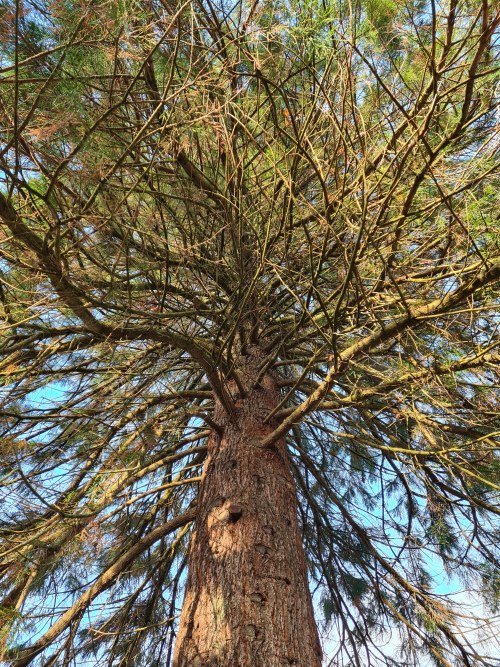 Redwood World: Chatburn - Crow Trees Brow (Lancashire)