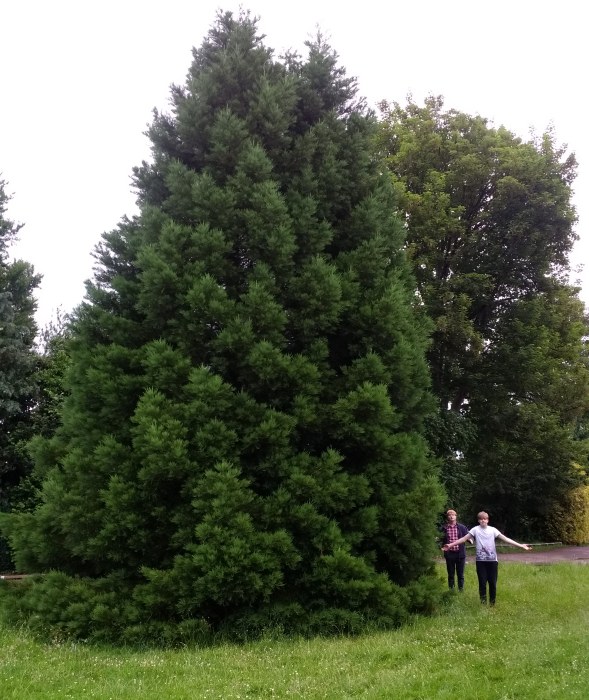 Wellis Tree Redwood World: Wellington - North Street (Somerset)